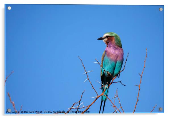Lilac Breasted Roller Acrylic by Richard West
