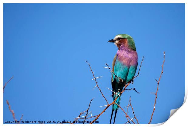 Lilac Breasted Roller Print by Richard West