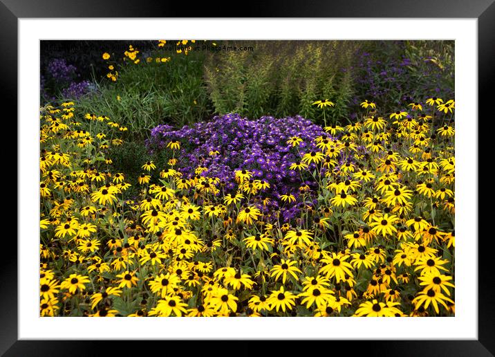 Summer Flowers Framed Mounted Print by Kevin White