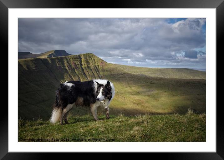 Mountain Dog Framed Mounted Print by Simon Rees