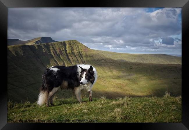 Mountain Dog Framed Print by Simon Rees
