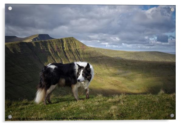 Mountain Dog Acrylic by Simon Rees