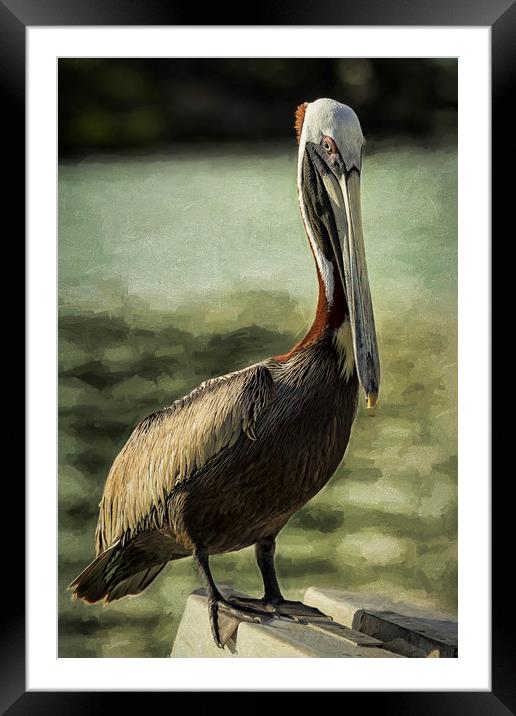 Portrait of a Pelican Framed Mounted Print by Belinda Greb