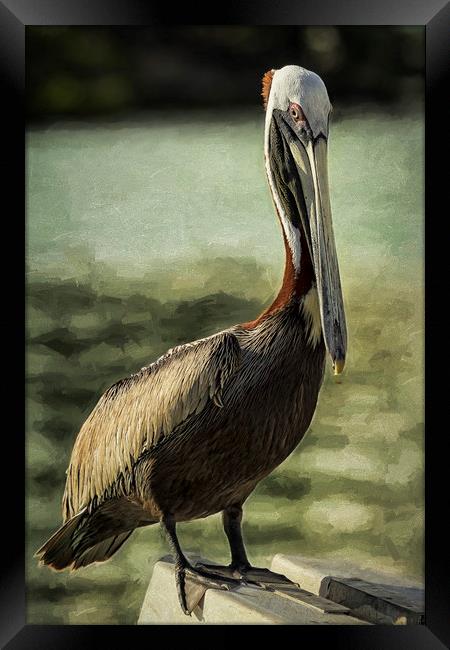 Portrait of a Pelican Framed Print by Belinda Greb