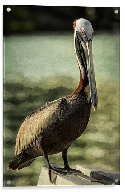 Portrait of a Pelican Acrylic by Belinda Greb
