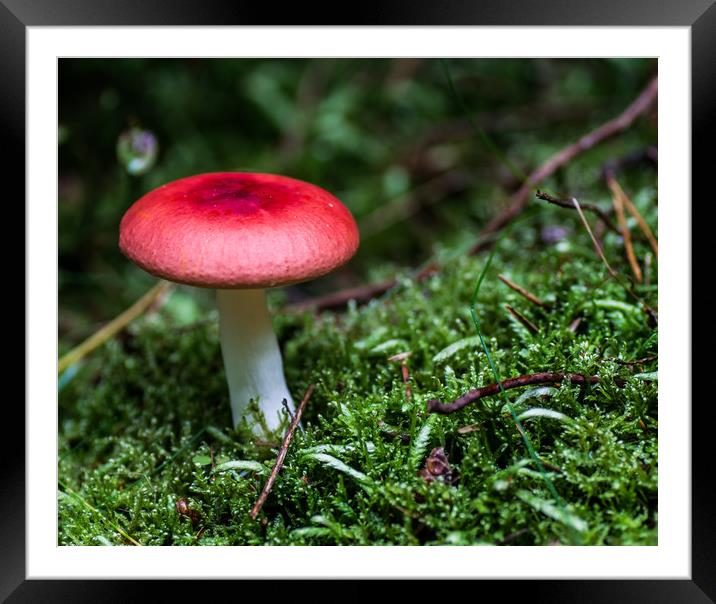 Red cap Framed Mounted Print by Phil Moore
