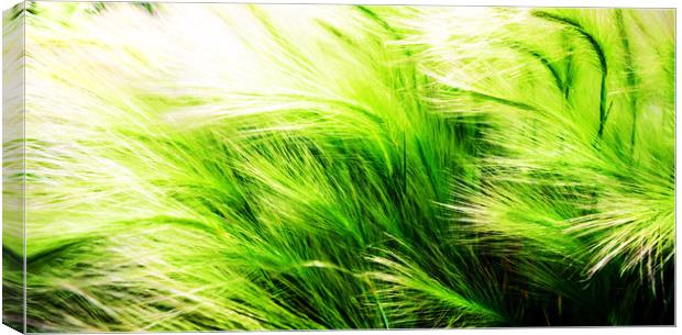 Green Swaying Grass in Summer Breeze Canvas Print by John Williams