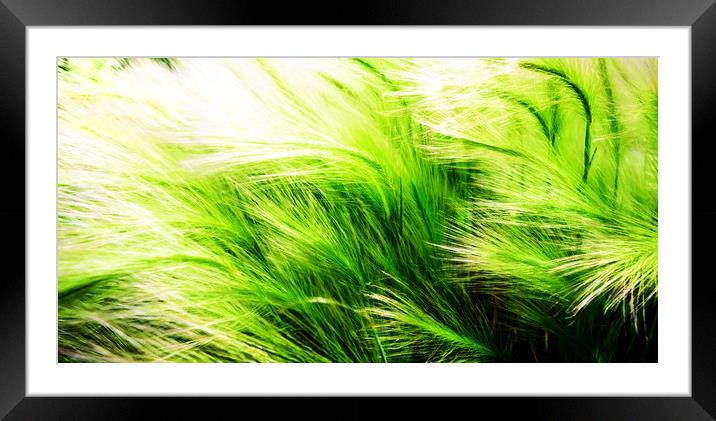 Green Swaying Grass in Summer Breeze Framed Mounted Print by John Williams