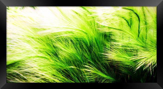 Green Swaying Grass in Summer Breeze Framed Print by John Williams
