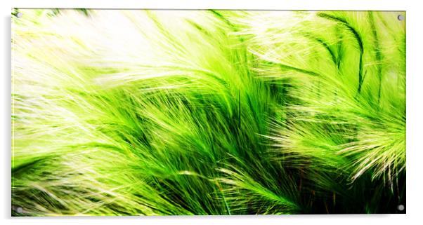 Green Swaying Grass in Summer Breeze Acrylic by John Williams