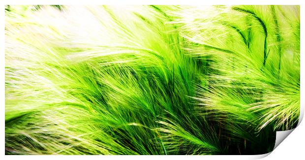 Green Swaying Grass in Summer Breeze Print by John Williams