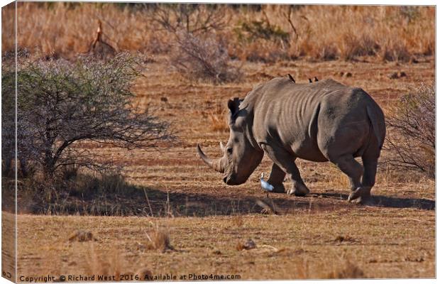 Rhino on the move Canvas Print by Richard West