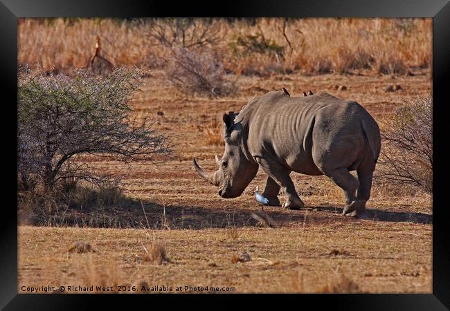 Rhino on the move Framed Print by Richard West