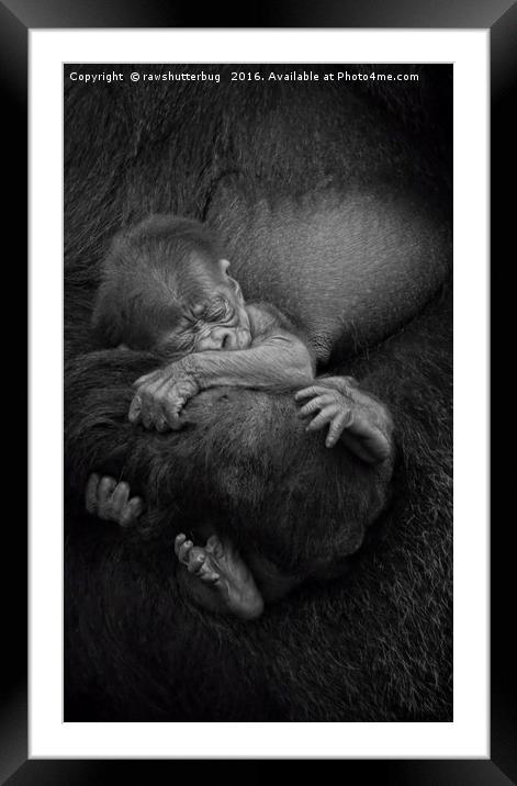 Newborn Baby Gorilla Framed Mounted Print by rawshutterbug 