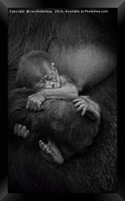 Newborn Baby Gorilla Framed Print by rawshutterbug 
