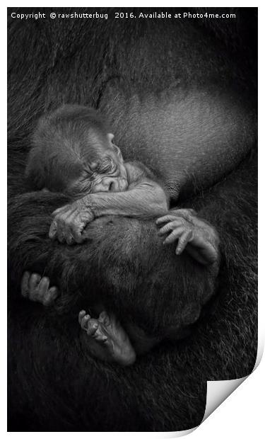 Newborn Baby Gorilla Print by rawshutterbug 