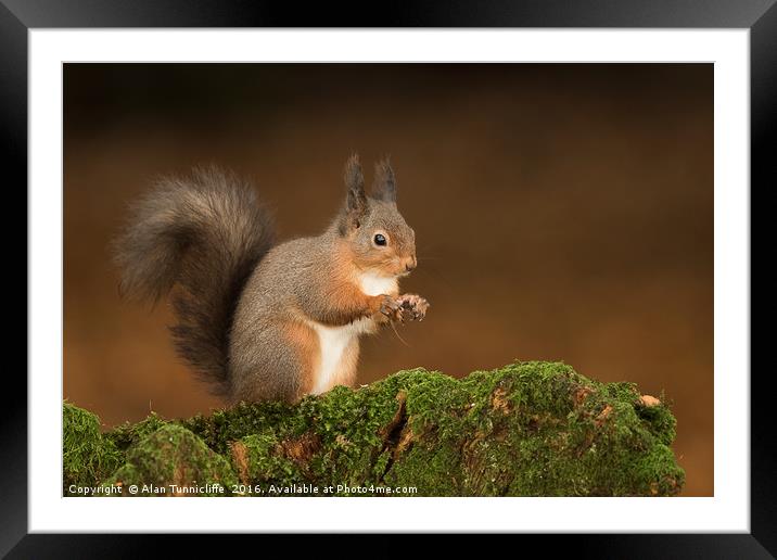 Red Squirrel portrait Framed Mounted Print by Alan Tunnicliffe