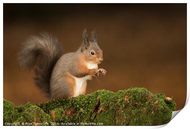Red Squirrel portrait Print by Alan Tunnicliffe