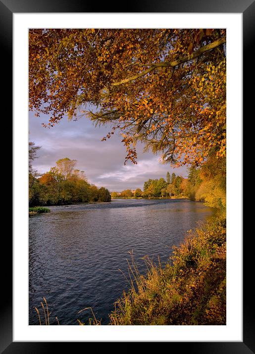 Autumn Gold by the River Ness Framed Mounted Print by Jacqi Elmslie