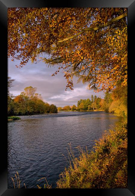 Autumn Gold by the River Ness Framed Print by Jacqi Elmslie