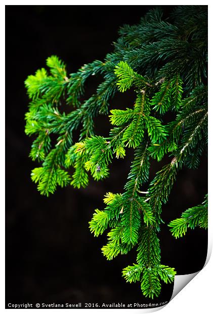 Branch of Pine Tree Print by Svetlana Sewell