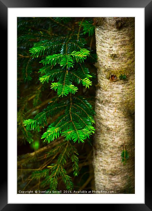 Pine Tree  Framed Mounted Print by Svetlana Sewell