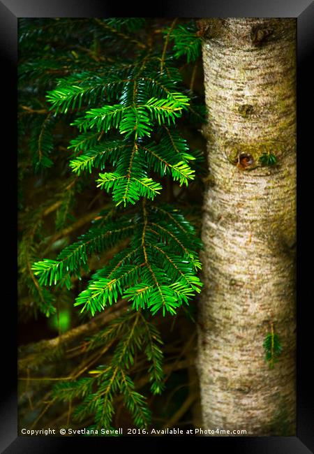 Pine Tree  Framed Print by Svetlana Sewell