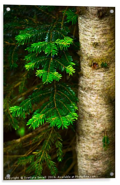 Pine Tree  Acrylic by Svetlana Sewell