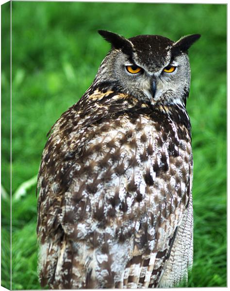 Eagle Owl 2 Canvas Print by Chris Day