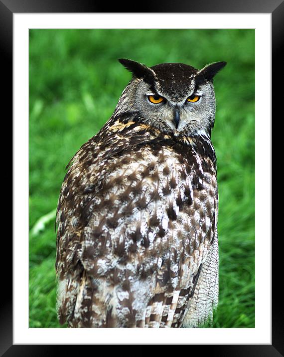 Eagle Owl 2 Framed Mounted Print by Chris Day