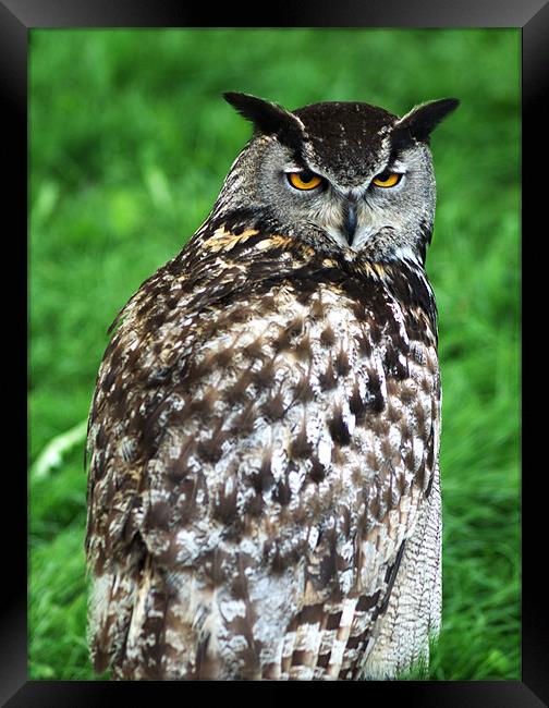 Eagle Owl 2 Framed Print by Chris Day
