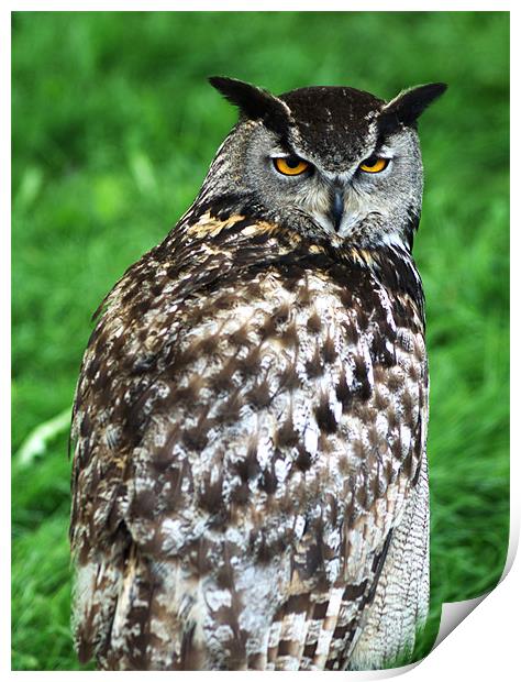 Eagle Owl 2 Print by Chris Day