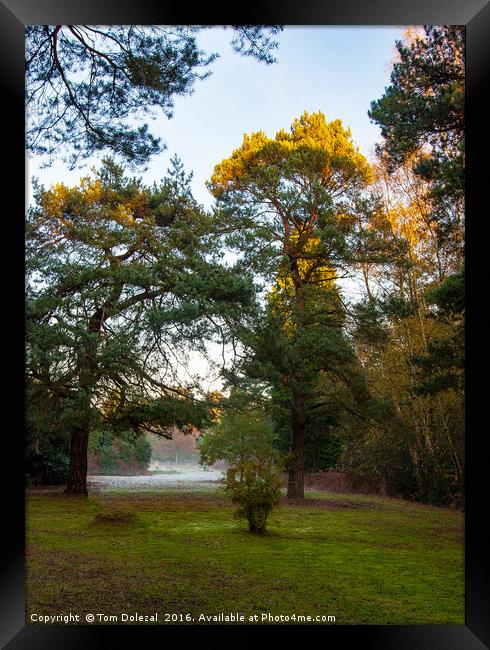 Sunlit treetops Framed Print by Tom Dolezal