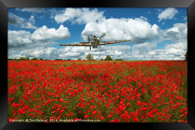 Hurricane over a field of poppies. Framed Print by Tom Dolezal