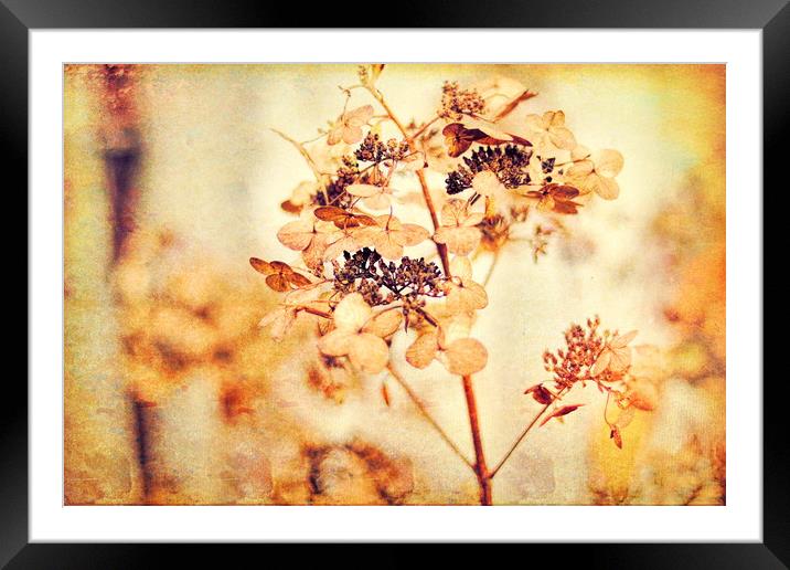 Hydrangeas in the autumn  Framed Mounted Print by Dagmar Giers