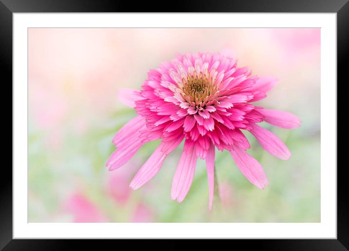 Cosmos Southern Belle Framed Mounted Print by Jacky Parker