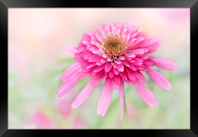Cosmos Southern Belle Framed Print by Jacky Parker