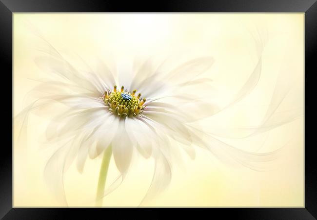 Flow Framed Print by Jacky Parker