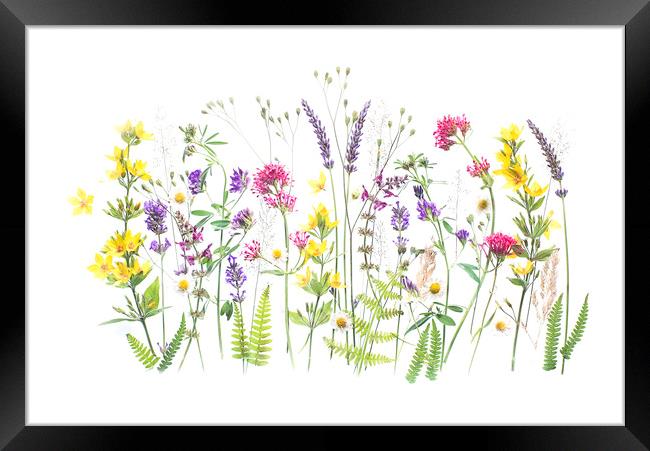 Garden Treasures Framed Print by Jacky Parker