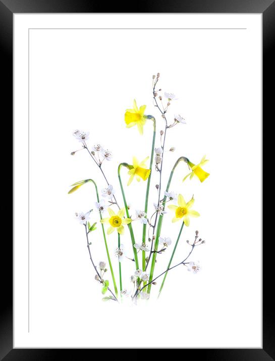 Spring Collection Framed Mounted Print by Jacky Parker