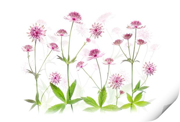 Astrantia Pink Flowers Print by Jacky Parker