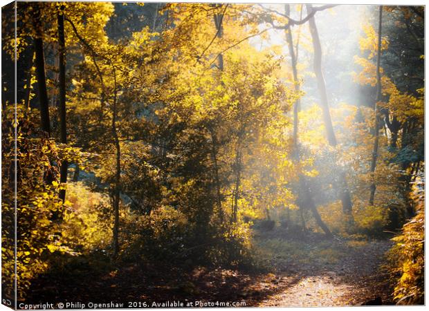 Autumn Light Canvas Print by Philip Openshaw