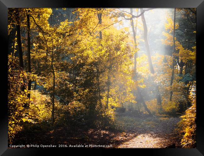 Autumn Light Framed Print by Philip Openshaw