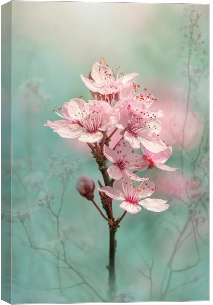 Black Cherry Plum Blossom Canvas Print by Jacky Parker