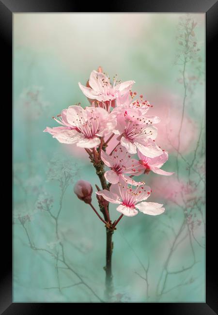 Black Cherry Plum Blossom Framed Print by Jacky Parker