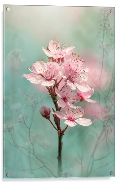 Black Cherry Plum Blossom Acrylic by Jacky Parker