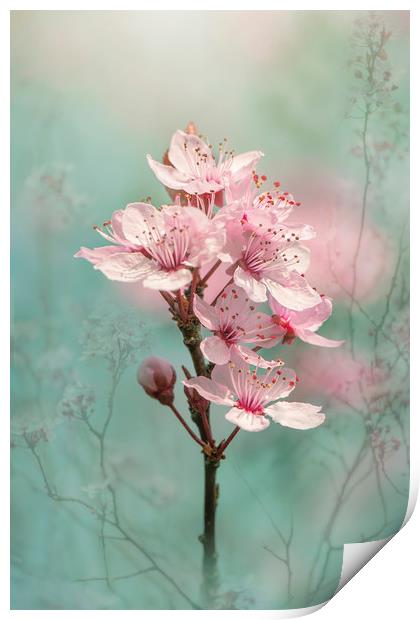 Black Cherry Plum Blossom Print by Jacky Parker