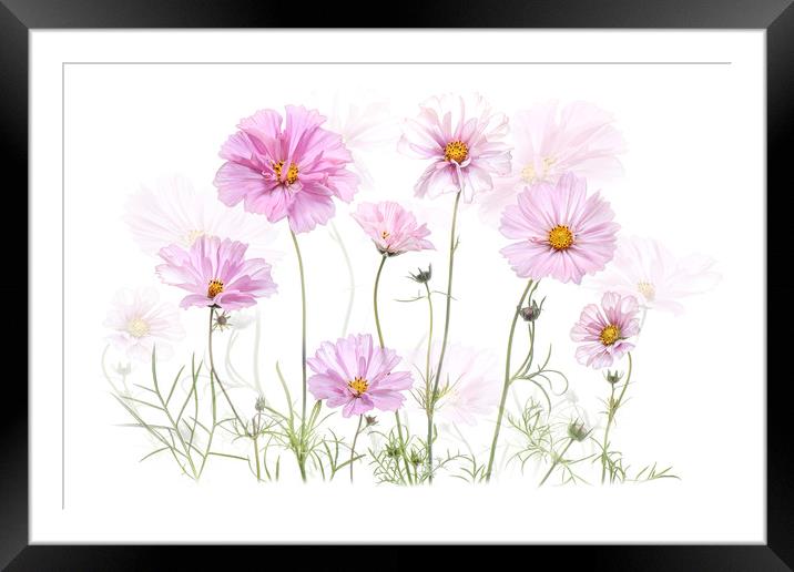 Pink Cosmos Flowers Framed Mounted Print by Jacky Parker