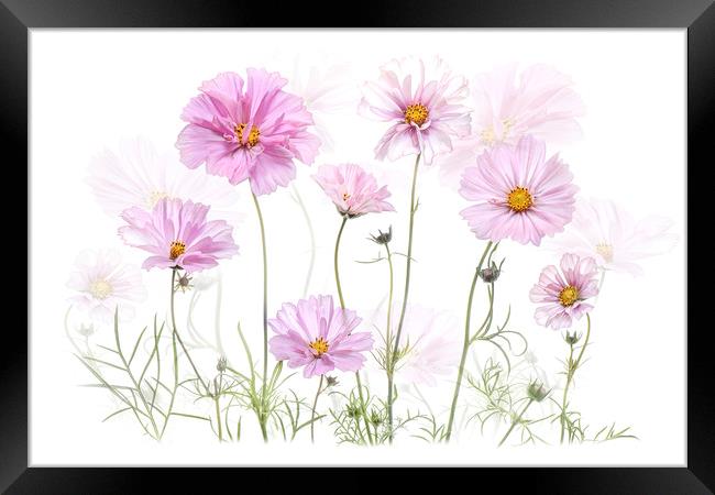 Pink Cosmos Flowers Framed Print by Jacky Parker