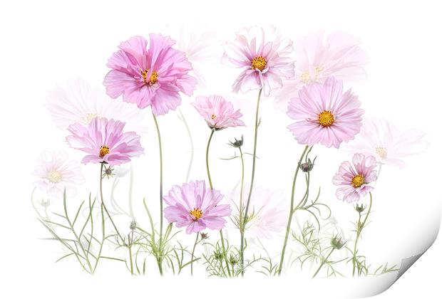 Pink Cosmos Flowers Print by Jacky Parker